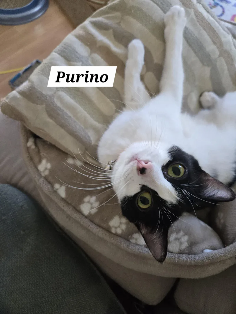 Purino thumbnail 3