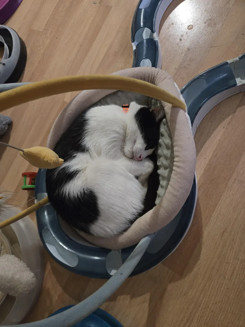 Purino thumbnail 4