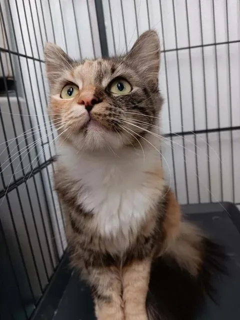 An adult medium-sized female Domestic Medium Hair cat named Rorie for adoption in Winthrop, ME