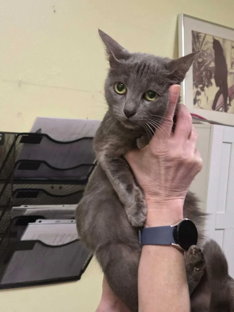 A young small-sized female Domestic Short Hair cat named Semee for adoption in Meriden, CT