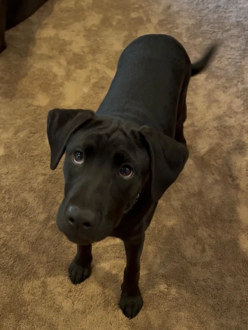 A baby medium-sized female Black Labrador Retriever dog named Primrose for adoption in Covington, GA