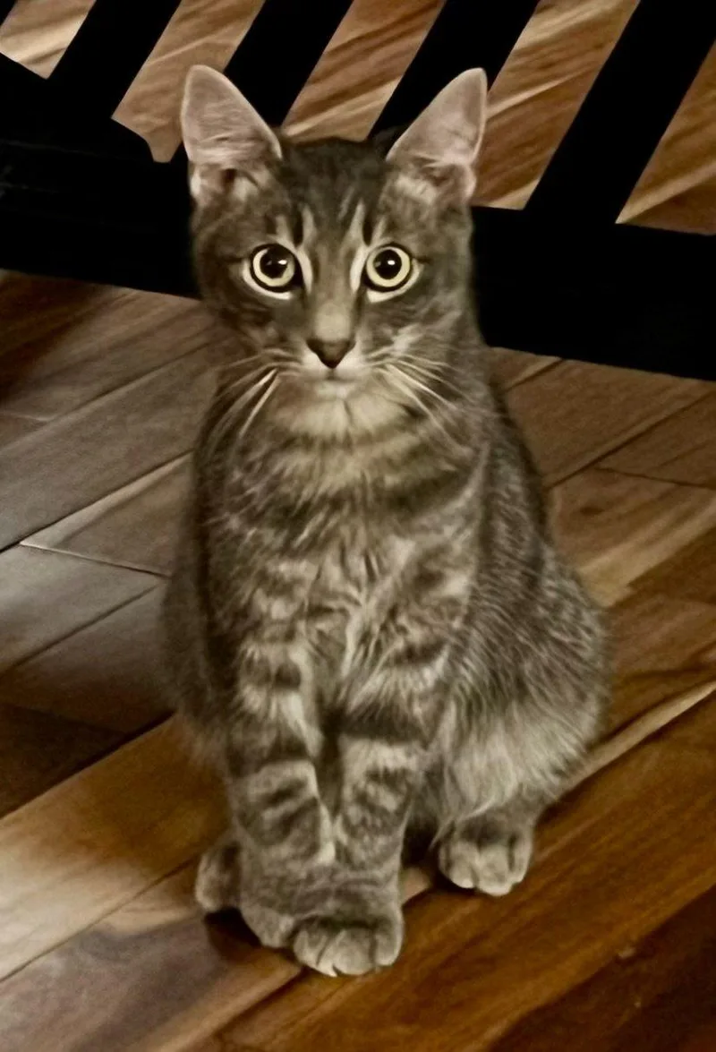 A baby medium-sized male Tabby (Gray / Blue / Silver) Domestic Short Hair cat named Rascal Flatts for adoption in Raleigh, NC