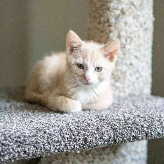 A baby small-sized male Buff / Tan / Fawn Domestic Short Hair cat named Leo for adoption in Chantilly, VA