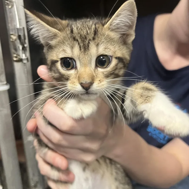 A baby small-sized male Gray / Blue / Silver Domestic Short Hair cat named Ziggy for adoption in Allentown, PA