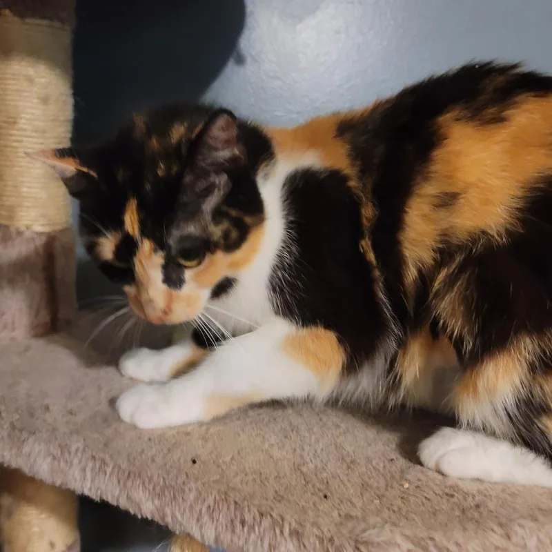 An adult medium-sized female Calico Domestic Short Hair cat named Bahama Mama for adoption in La Grange, KY