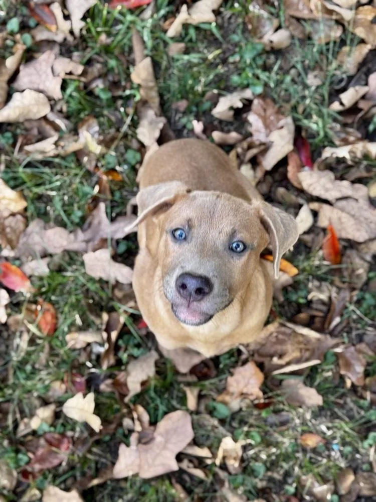 A baby medium-sized female Brown / Chocolate Black Mouth Cur dog named Tater Tot Potato for adoption in Boston, MA