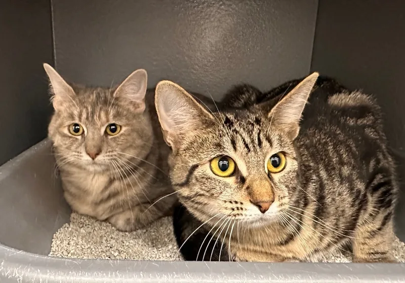 Fuel And Clutch thumbnail 3