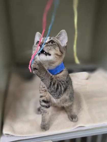 A baby small-sized male Domestic Short Hair cat named Thousand Island for adoption in Westland, MI