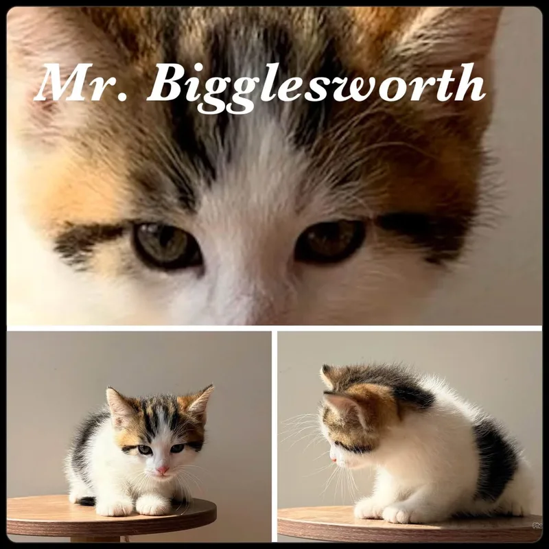 A baby small-sized male Tabby (Buff / Tan / Fawn) Domestic Medium Hair cat named Mr. Bigglesworth for adoption in Ashland, KY