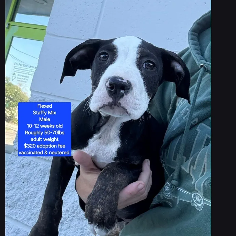 Flexed