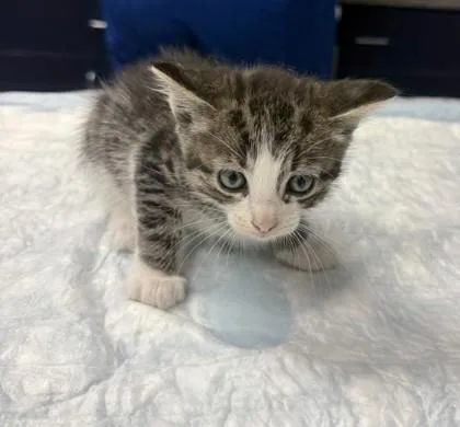 A young small-sized female Domestic Short Hair cat named B Tatiana for adoption in North Charleston, SC