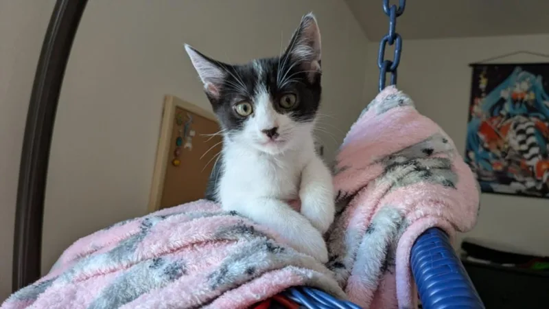 A baby small-sized female Domestic Short Hair cat named Rhea for adoption in Burbank, CA