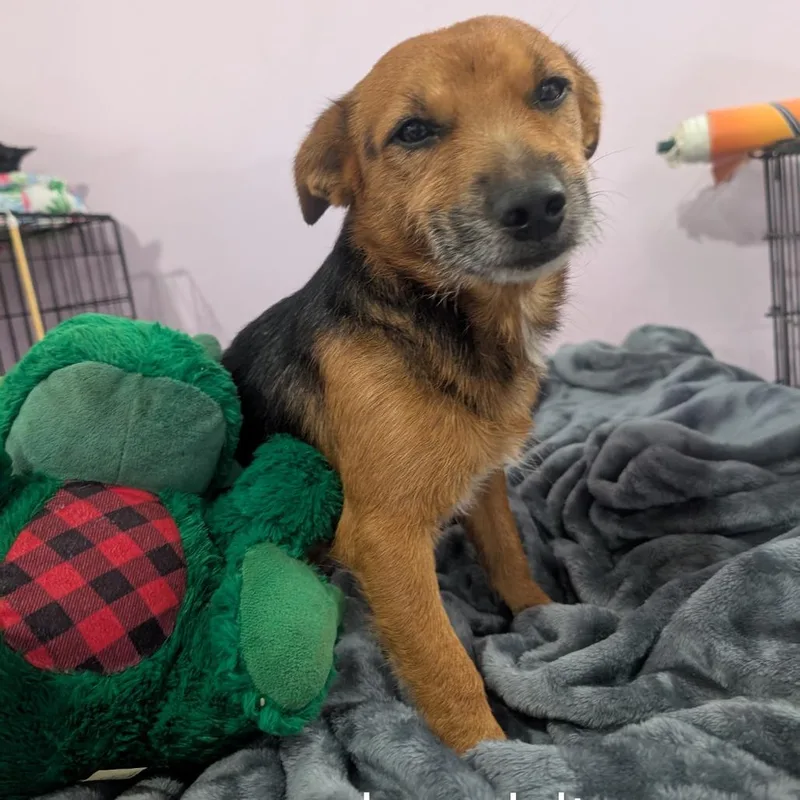 An adult small-sized male Australian Shepherd dog named Baby boy for adoption in West Plains, MO