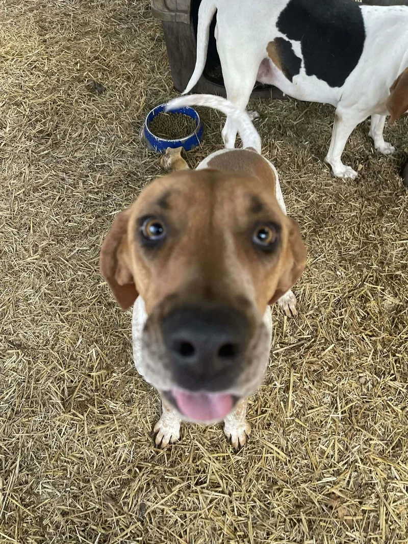 An adult medium-sized male Coonhound dog named TBone for adoption in Wantagh, NY