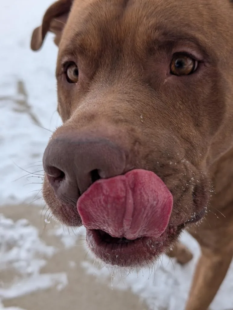 A young extra large-sized male Shepherd dog named Big Red for adoption in Defiance, OH