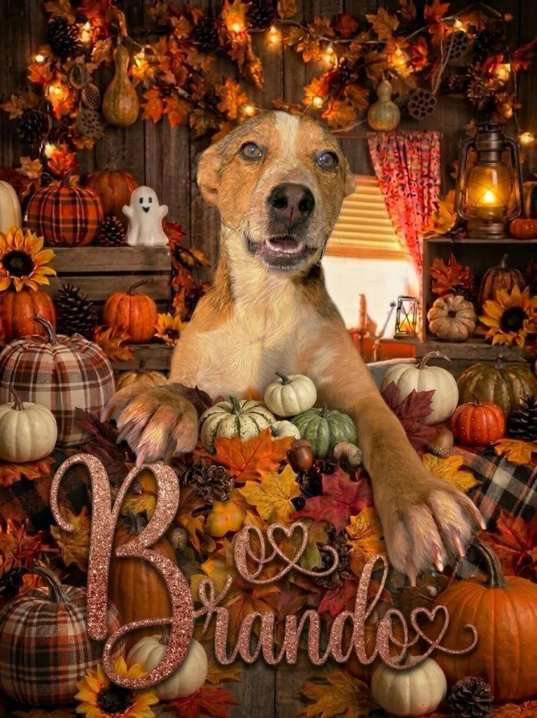 A baby medium-sized male German Shepherd Dog named Brando for adoption in Crandon, WI