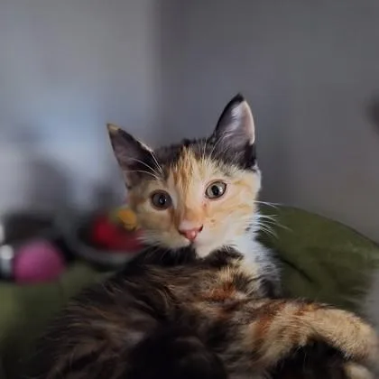 A baby small-sized female Domestic Short Hair cat named Patches for adoption in Sacramento, CA