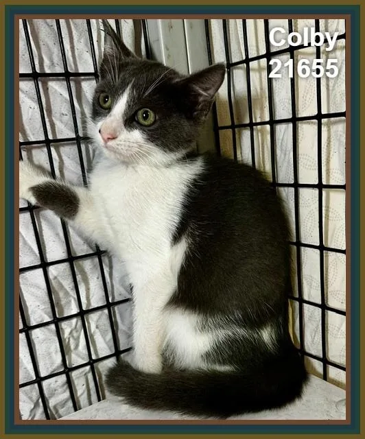 A baby medium-sized male Gray & White Domestic Short Hair cat named Colby for adoption in Marietta, GA