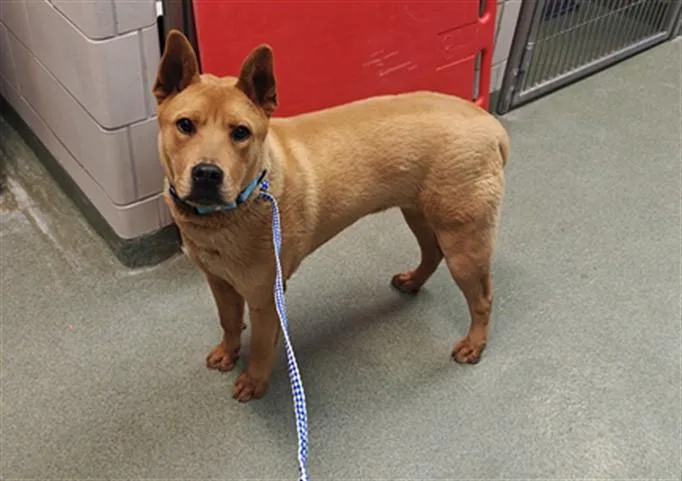 A young large-sized male Mixed Breed dog named Stanley for adoption in Santa Fe, NM