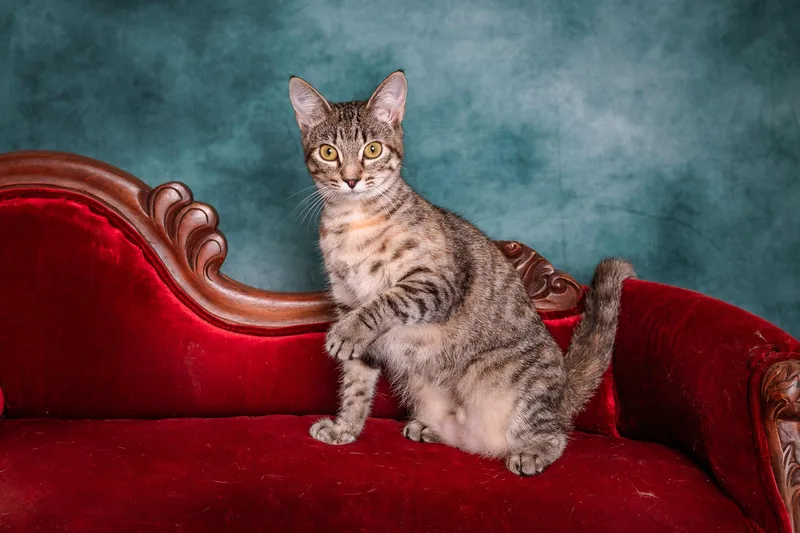 A baby small-sized female Tabby (Brown / Chocolate) Domestic Short Hair cat named Etosha for adoption in Houston, TX