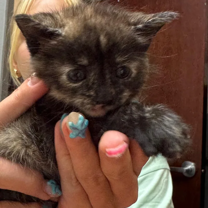 A baby small-sized female Tortoiseshell Domestic Short Hair cat named Boogie for adoption in North Canton, OH