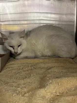 A young medium-sized female White Domestic Medium Hair cat named Canada for adoption in El Paso, TX