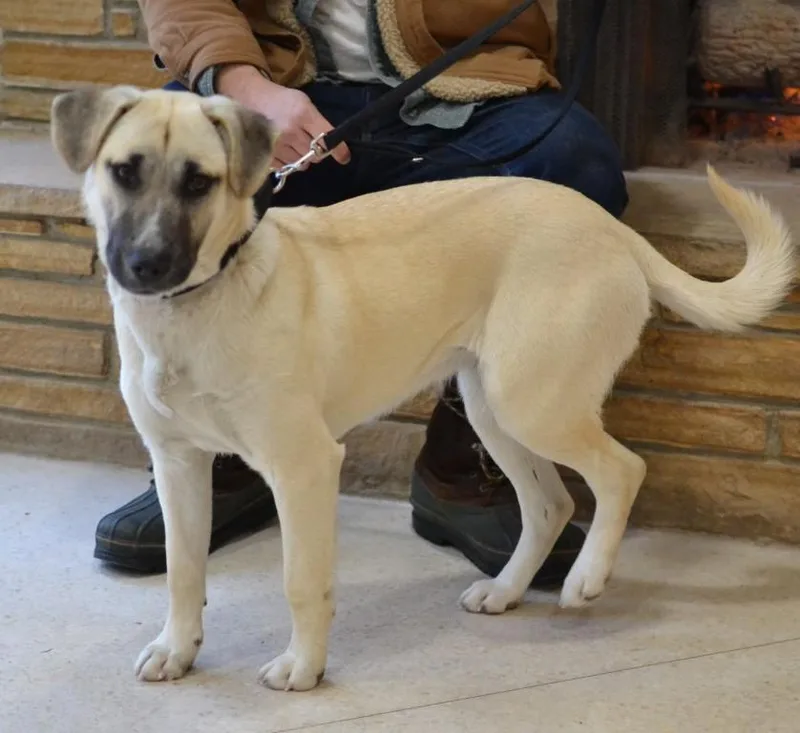 A young large-sized female Shepherd dog named Sophie for adoption in Germantown, TN