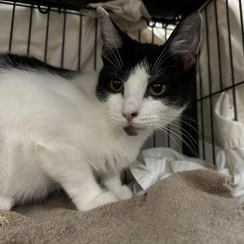 A young medium-sized female Black Domestic Short Hair cat named Syrah for adoption in Mount Laurel, NJ