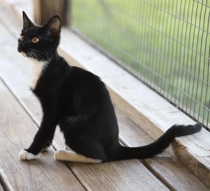 Brigadier thumbnail 2