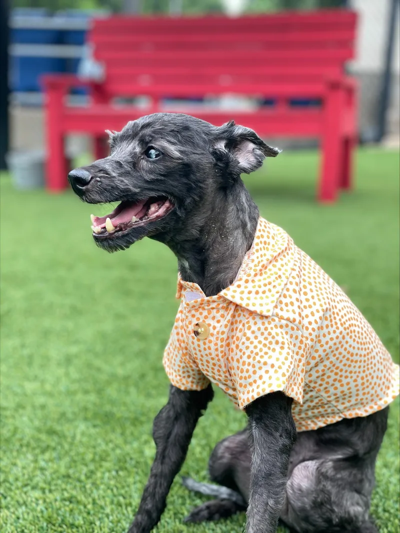 A senior small-sized male Black Poodle dog named Jake for adoption in Allen, TX