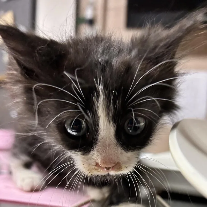 A baby small-sized male Black Domestic Short Hair cat named Dynamo for adoption in Newport, NC