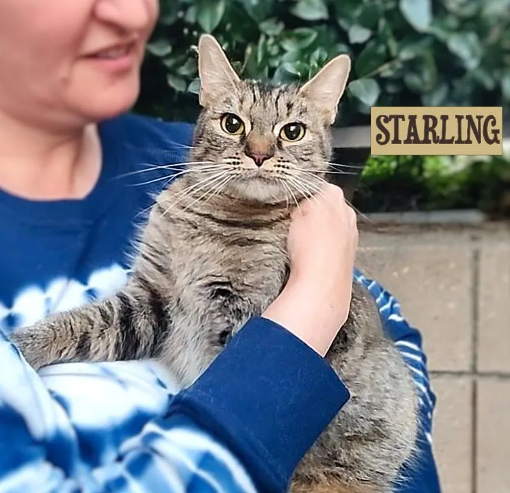 An adult medium-sized female Gray & White Tabby cat named Starling  New for adoption in Sherman Oaks, CA