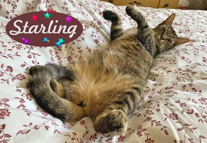 Starling  New thumbnail 3
