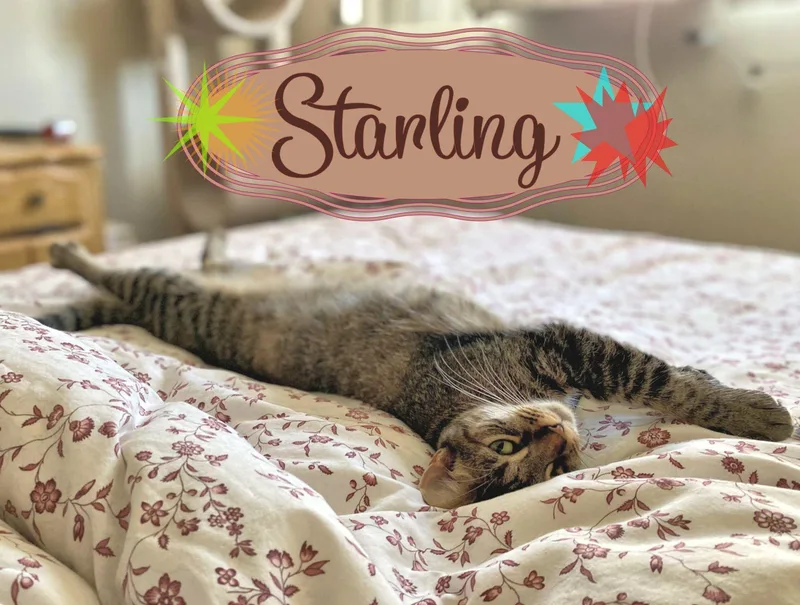 Starling  New thumbnail 5