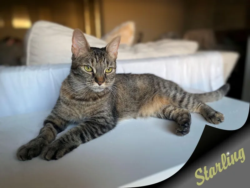 Starling  New thumbnail 6