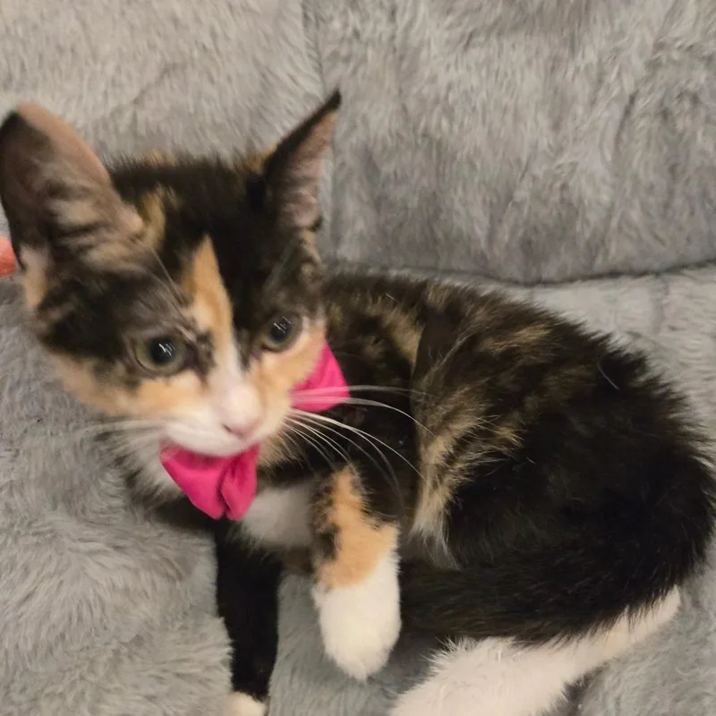 A baby small-sized female Calico Domestic Short Hair cat named Roxie MaxAR for adoption in Tallahassee, FL