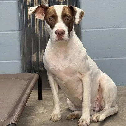A young medium-sized female White / Cream Mixed Breed dog named Mama for adoption in Fernandina Beach, FL