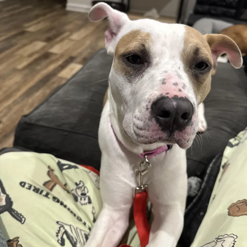 Daisy