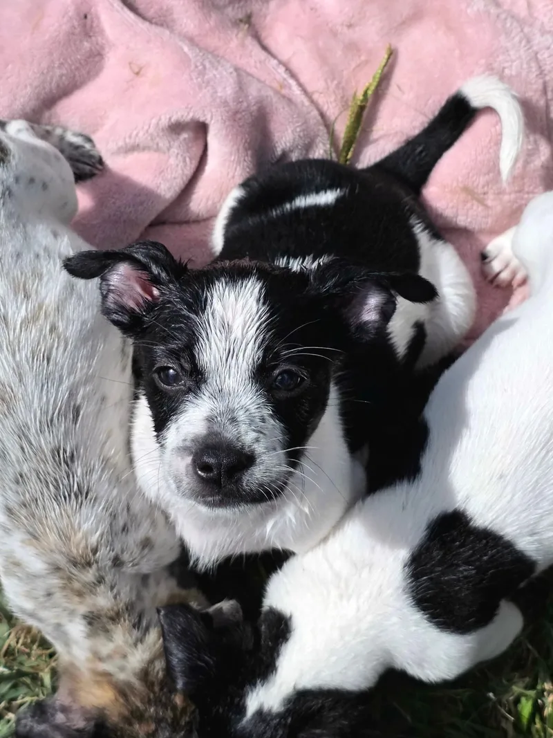 A baby small-sized male Chihuahua dog named Jester for adoption in Penryn, CA