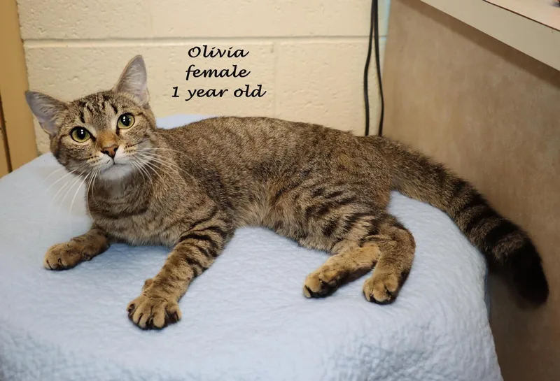 A young medium-sized female Tabby (Brown / Chocolate) Tabby cat named Olivia for adoption in Euclid, OH