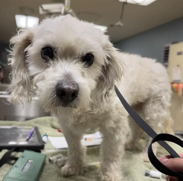 An adult small-sized male Maltese dog named Martie for adoption in Riverside, CA