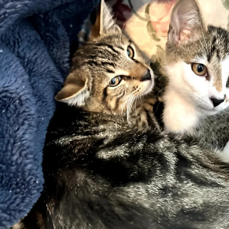 A baby small-sized male Brown / Chocolate Domestic Short Hair cat named Kat for adoption in Melrose, FL