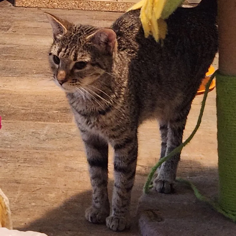 An adult medium-sized female Gray / Blue / Silver Domestic Short Hair cat named Felicity for adoption in Fairfax Station, VA