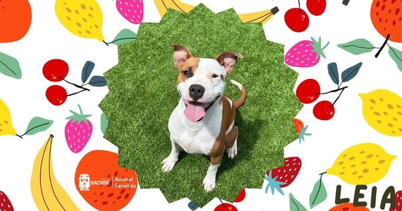 A young medium-sized female White / Cream Pit Bull Terrier dog named Leia for adoption in Sachse, TX