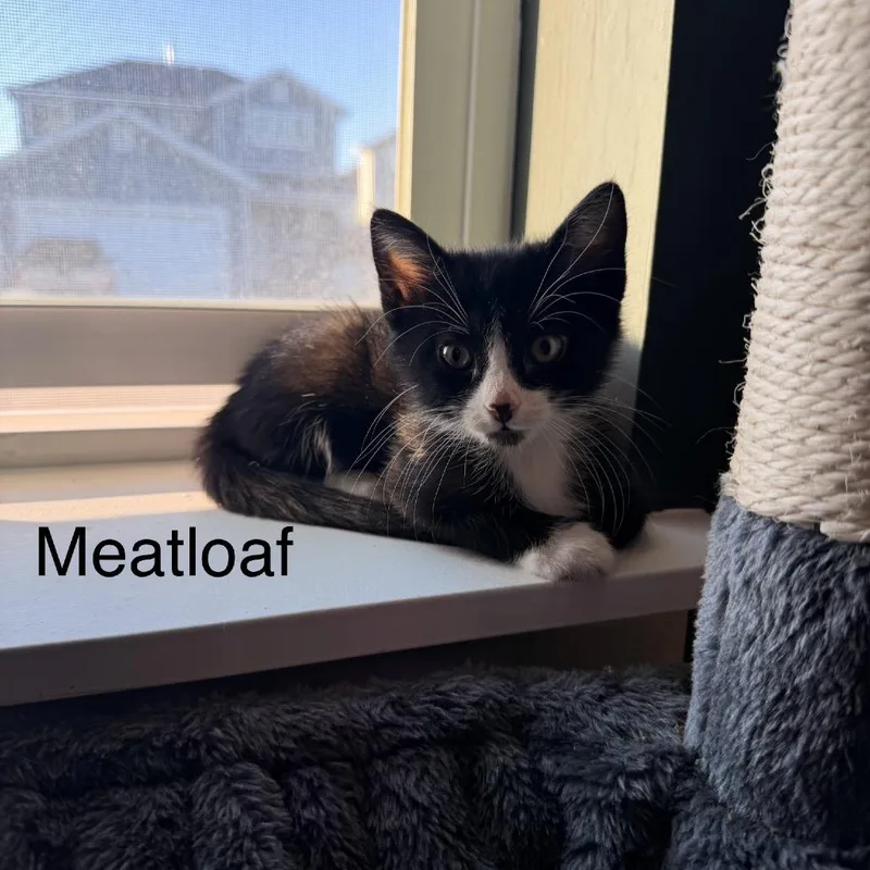 A baby small-sized female Black Domestic Short Hair cat named Meatloaf Benson for adoption in Eagle Mountain, UT