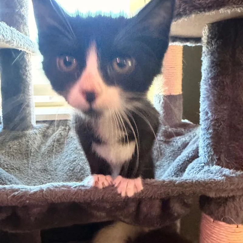 Meatloaf Benson thumbnail 3