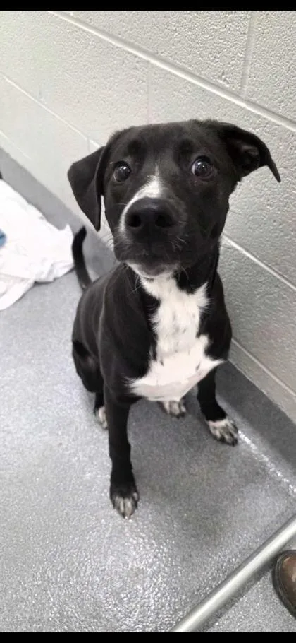 A baby medium-sized male Mixed Breed dog named Reacher for adoption in Sevierville, TN