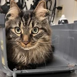An adult large-sized male Domestic Long Hair cat named Holler for adoption in Worcester, MA
