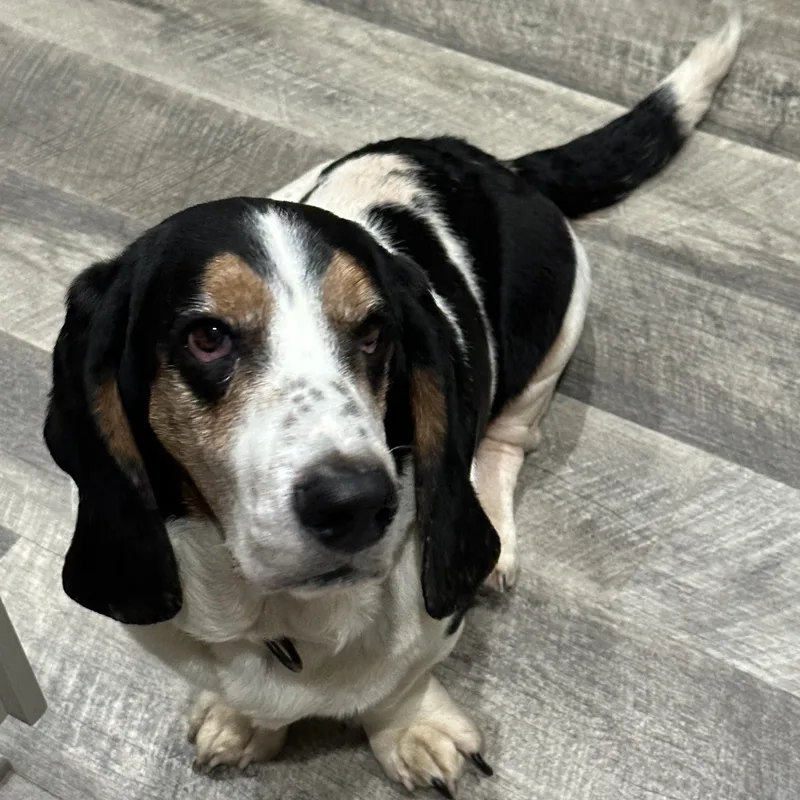 An adult medium-sized male Harlequin Basset Hound dog named Boscoe for adoption in Columbia, SC