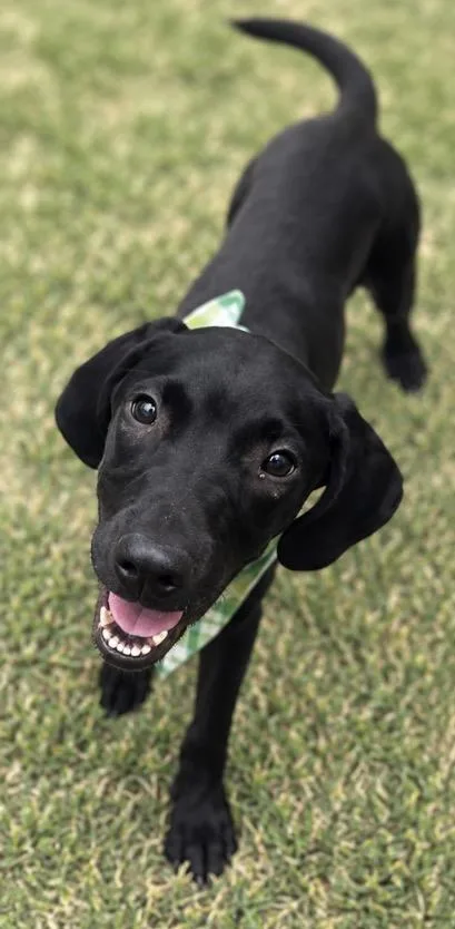 A baby medium-sized male Black Mixed Breed dog named Rye for adoption in Hamilton, OH